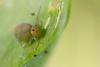Sminthurus viridis